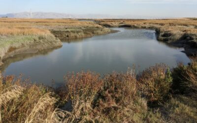 Palo Alto Horizontal Levee Pilot Project