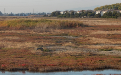 Wetland Migration Workshop